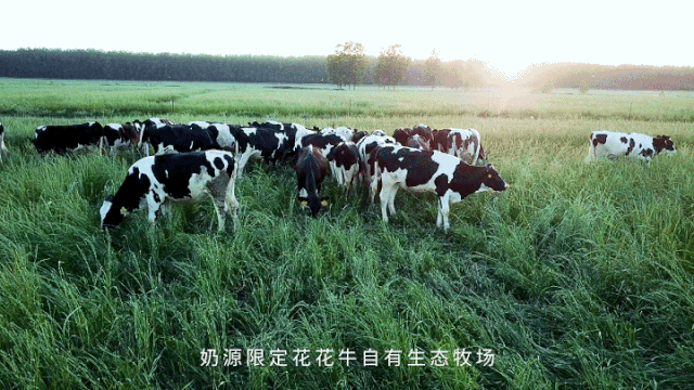 荣誉 | “百家牛场青贮质量评鉴活动”花花牛新蔡瑞亚牧业、河南合源乳业分别荣获一、三等奖